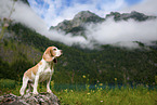 Beagle in the mountains