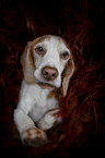 Beagle in autumn leaves