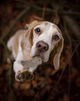 Beagle in the autumn