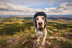 Beagle in the mountains