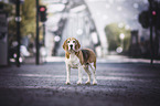 standing Beagle