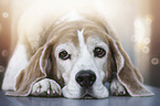 lying Beagle