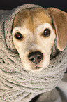 Beagle portrait