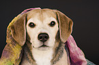 Beagle portrait