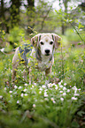 standing Beagle
