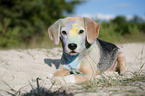 lying Beagle