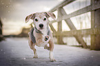 running Beagle