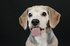Beagle portrait