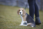 sitting Beagle