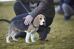 standing Beagle