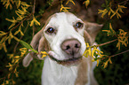 Beagle portrait