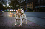 standing Beagle
