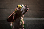 Beagle portrait