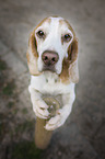 standing Beagle