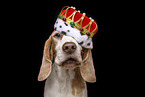 Beagle portrait