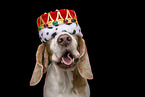 Beagle portrait