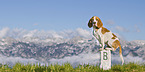 Beagle on a stone
