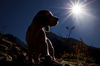 standing Beagle