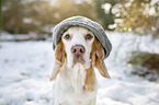 Beagle portrait