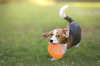 playing young Beagle