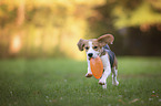 playing young Beagle