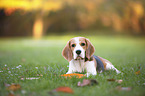 playing young Beagle