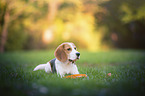 playing young Beagle