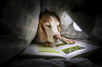 Beagle