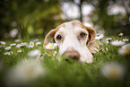 lying Beagle