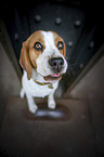 sitting Beagle