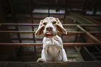 Beagle