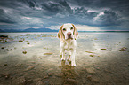 Beagle in the water