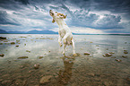 Beagle in the water