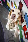 Beagle