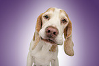 Beagle portrait