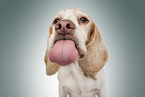 Beagle portrait