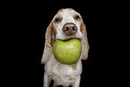 Beagle portrait