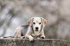 lying Beagle