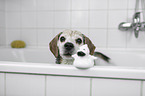 Beagle portrait