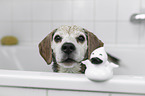 Beagle portrait