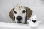 Beagle portrait