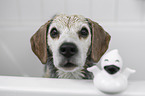 Beagle portrait