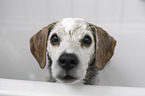 Beagle portrait