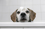 Beagle portrait