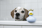 Beagle portrait