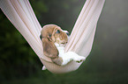 lying Beagle puppy