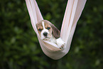 lying Beagle puppy