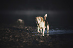 walking Beagle