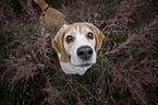 Beagle