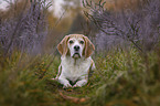 lying Beagle